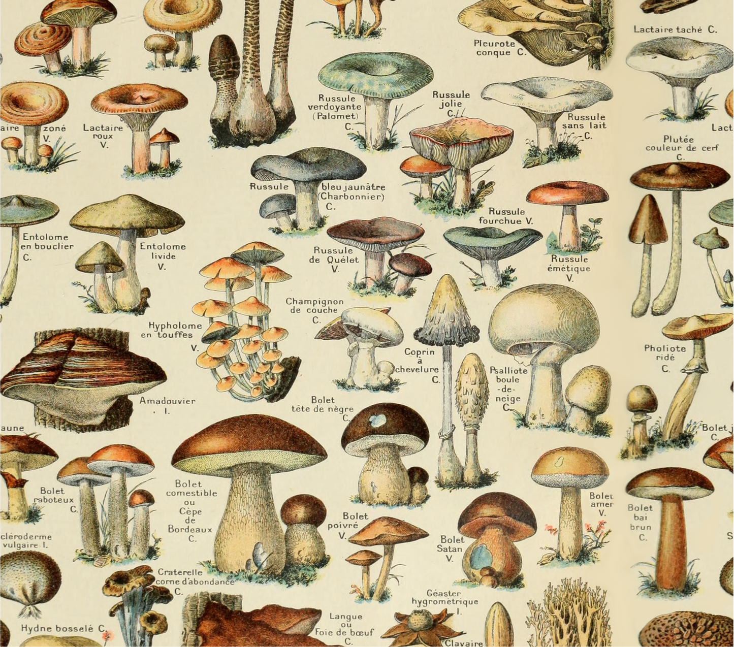 Vintage Mushrooms